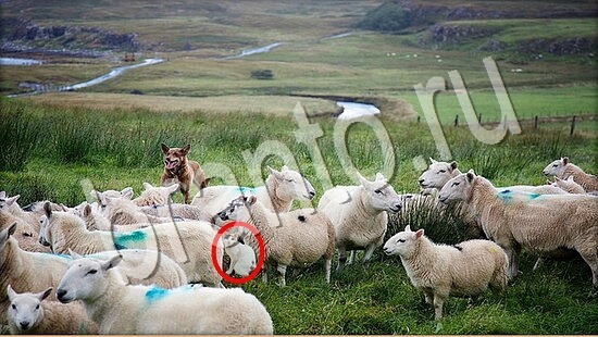 Где же кот игра ответы в одноклассниках Уровень 7687