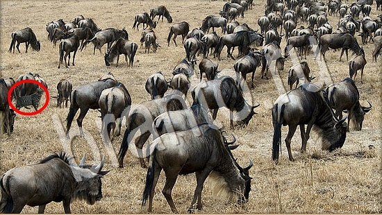 Где же кот? ответы Уровень 7688