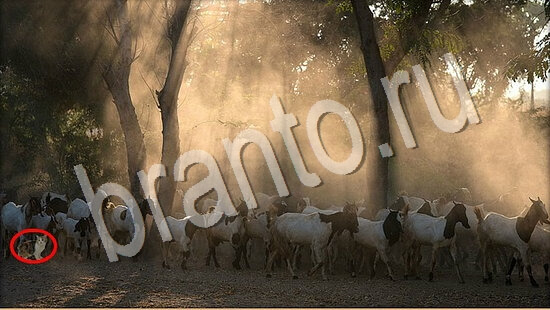 Где же кот? подсказки Уровень 7689