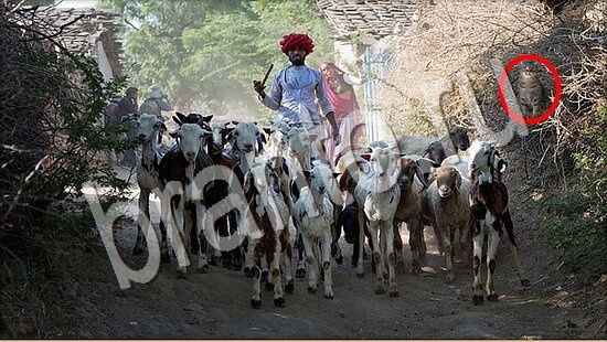 Где же кот? помощь Уровень 7690