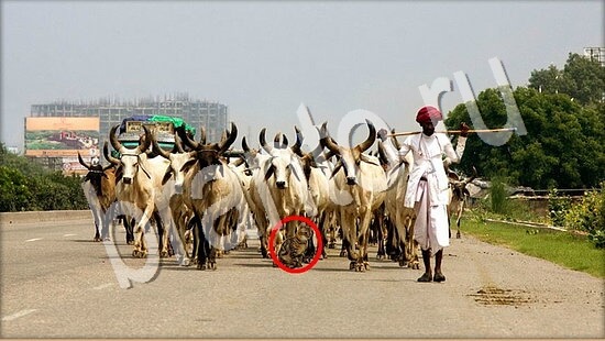 решебник на игру Где же кот Уровень 7691