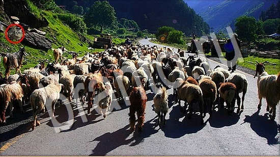 Где же кот? решения Уровень 7692