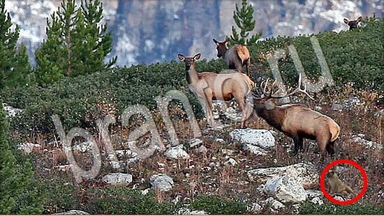 Где же кот игра ответы Уровень 7693