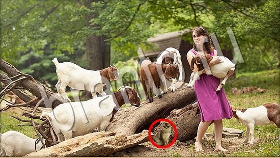 Где же кот игра подсказки Уровень 7694