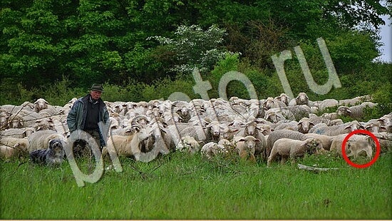 Где же кот игра помощь Уровень 7695