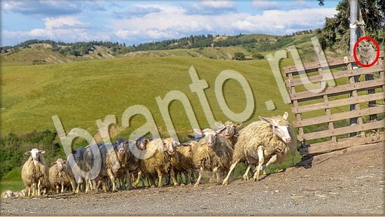 Где же кот ответы в картинках Уровень 7696