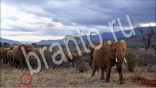 Игра Где же кот ответы Уровень 7697