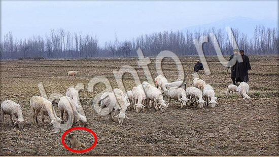 Игра Где же кот подсказки Уровень 7698