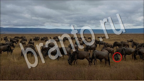 игра Где же кот помощь Уровень 7699