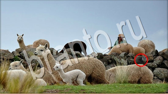 Игра Где же кот прохождение Уровень 7700