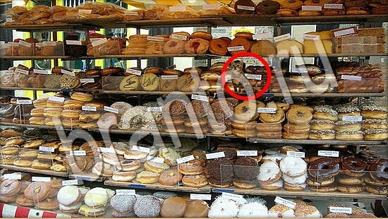 ответы Где же кот Уровень 7705