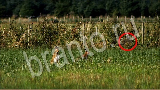 Подсказки на игру Где же кот Уровень 7722