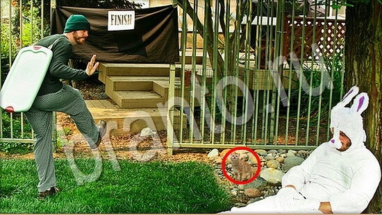 Решения на игру Где же кот Уровень 7723