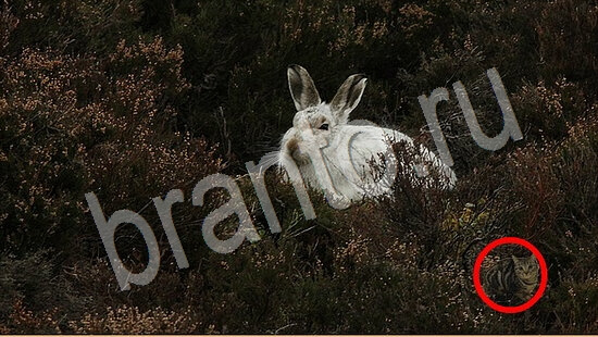 Помощь на игру Где же кот Уровень 7724