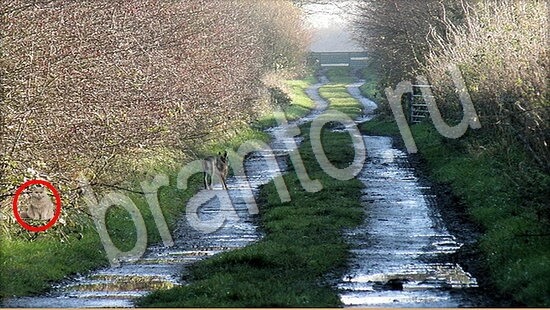 ответы к игре Где же кот Уровень 7725