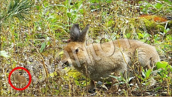 ответы на игру в одноклассниках Где же кот Уровень 7726
