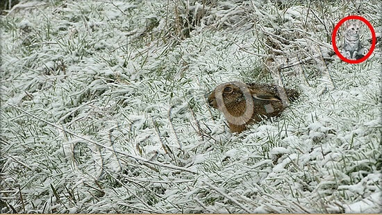Где же кот игра ответы в одноклассниках Уровень 7727
