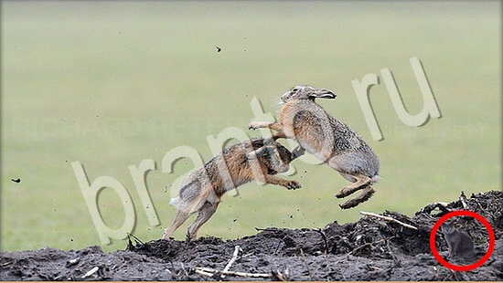 Где же кот? ответы Уровень 7728