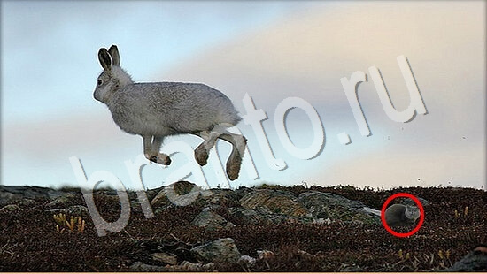 Где же кот? подсказки Уровень 7729