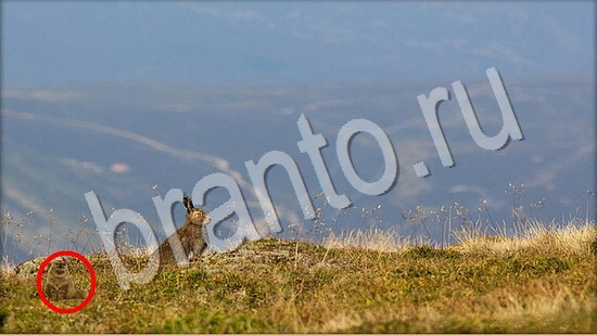 Где же кот? помощь Уровень 7730