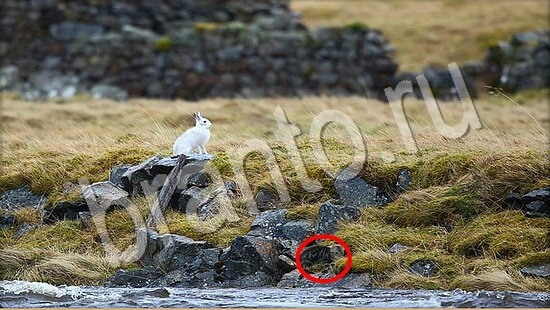 решебник на игру Где же кот Уровень 7731