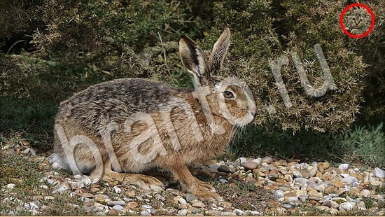 Где же кот? решения Уровень 7732