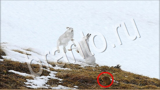 Где же кот игра ответы Уровень 7733