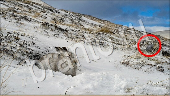 Где же кот игра подсказки Уровень 7734