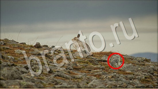 Где же кот игра помощь Уровень 7735