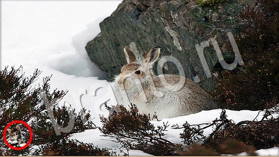 Где же кот ответы в картинках Уровень 7736