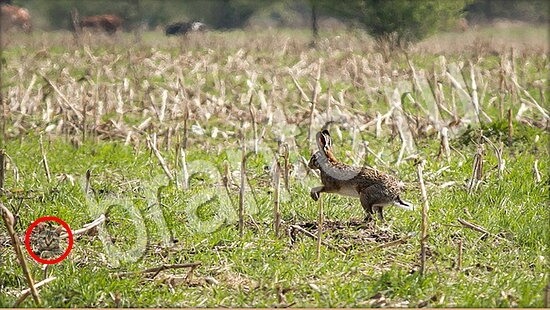 Игра Где же кот ответы Уровень 7737