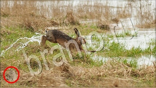 игра Где же кот помощь Уровень 7739