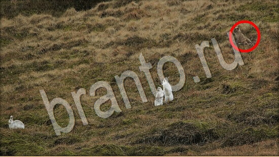 Игра Где же кот прохождение Уровень 7740