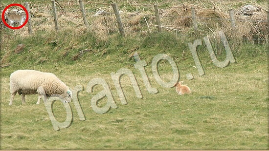 прохождение на игру Где же кот Уровень 7741