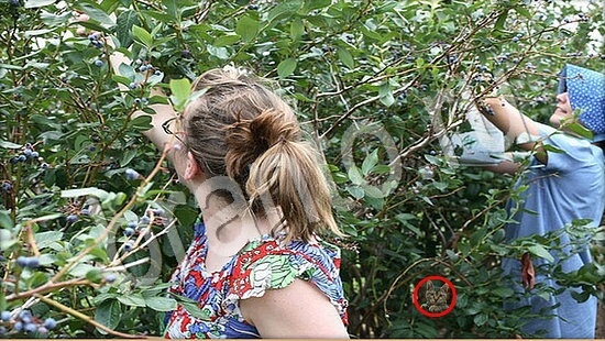 Где же кот прохождение игры Уровень 7742