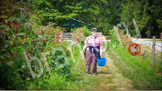 решения для игры Где же кот Уровень 7748