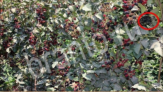 игра в одноклассниках Где же кот ответы Уровень 7750