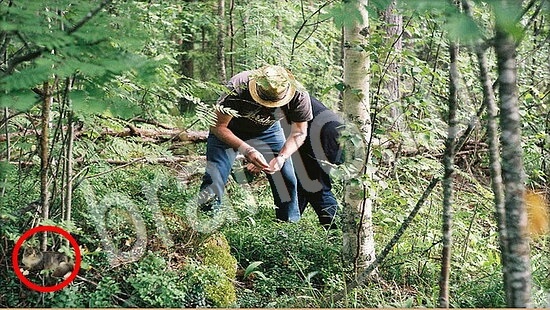 Где же кот помощь в картинках Уровень 7751