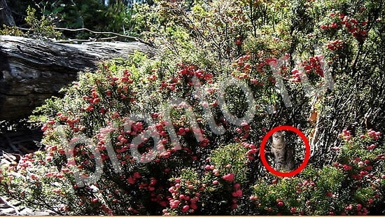 ответы на игру Где же кот в скриншотах Уровень 7752