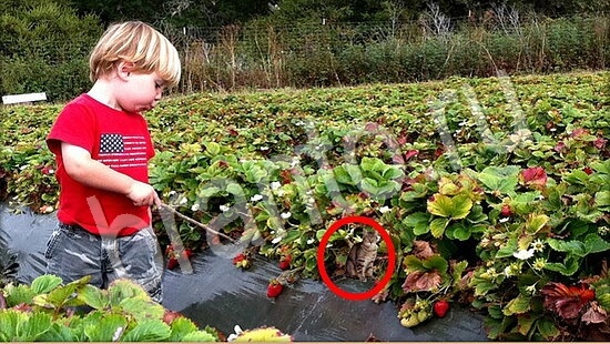 Где же кот ответы на новые задания Уровень 7753