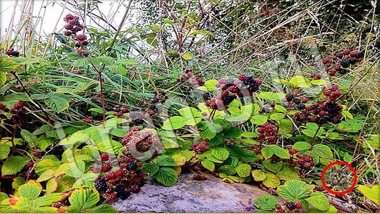 ответы на игру Где же кот Уровень 7754