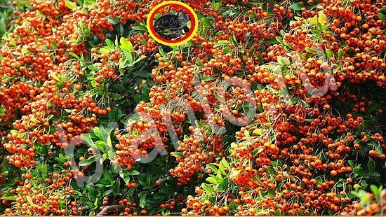 решения на игру Где же кот Уровень 7755