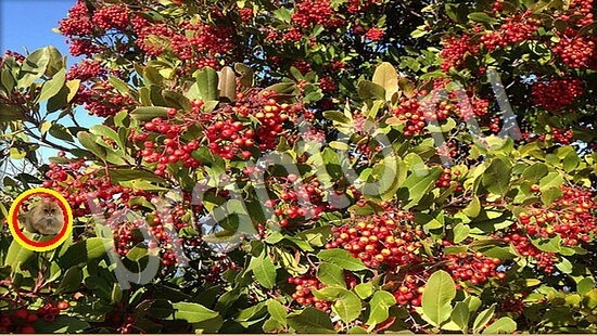 ответы на игру Где же кот Уровень 7756