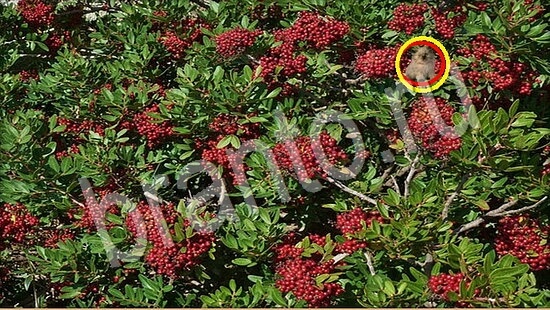 помощь на игру Где же кот Уровень 7758