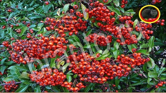 Где же кот игра ответы Уровень 7760