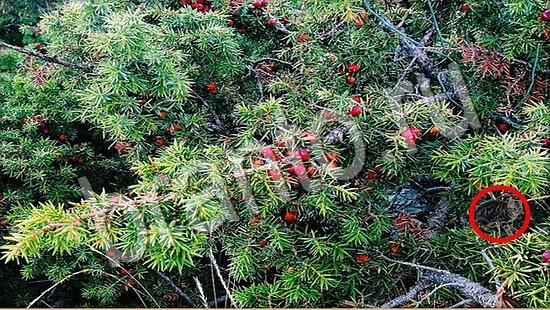 ответы на игру Где же кот Уровень 7761