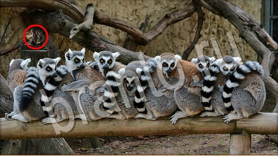 Подсказки на игру Где же кот Уровень 7762