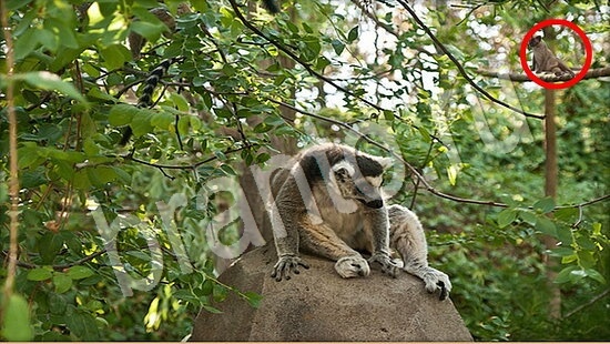 Решения на игру Где же кот Уровень 7763