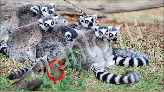 Помощь на игру Где же кот Уровень 7764