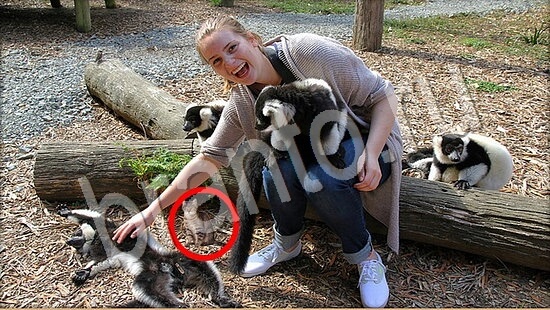 ответы к игре Где же кот Уровень 7765